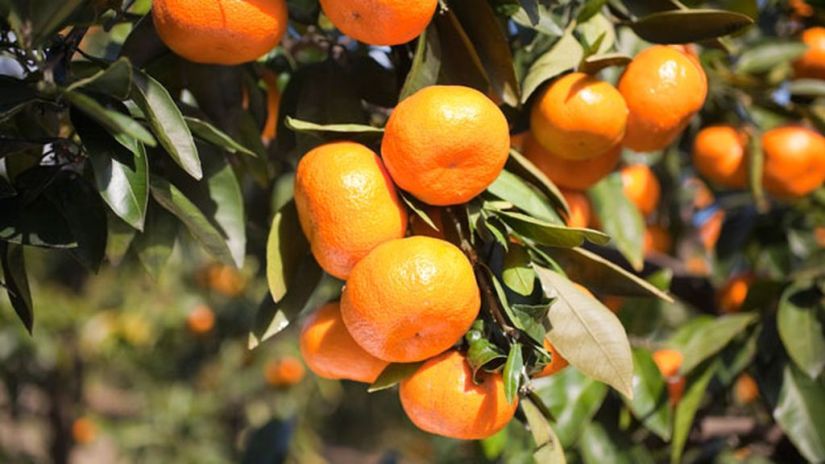 http_prod.static9.net.au_mediaImagesNL-Homes2011060301000711HGhelengardening-625